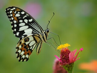 butterfly on flower