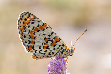 Butterfly on Purple Flower, Close-Up