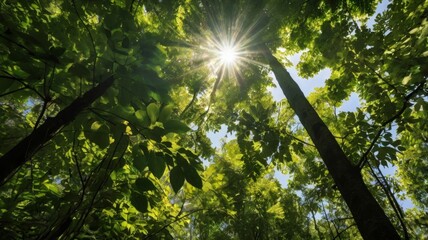 Fototapeta premium Sunlight Filtering Through Forest Canopy 