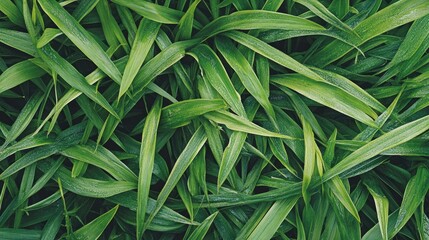 Fototapeta premium Close-up of healthy, vibrant green grass with visible texture and moisture, under soft daylight, no people