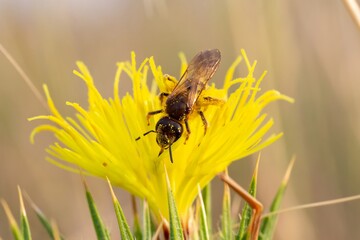 Bee on Yellow Flower, Close-Up