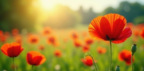 Vibrant red poppies bloom in a sun-drenched summer meadow , rural, wildflower