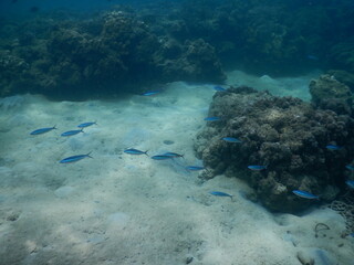 The reef and aquatic animal : A shallow reef is a sunlit underwater paradise teeming with colorful corals, tropical fish, sea turtles, and other marine creatures, thriving in warm, clear waters