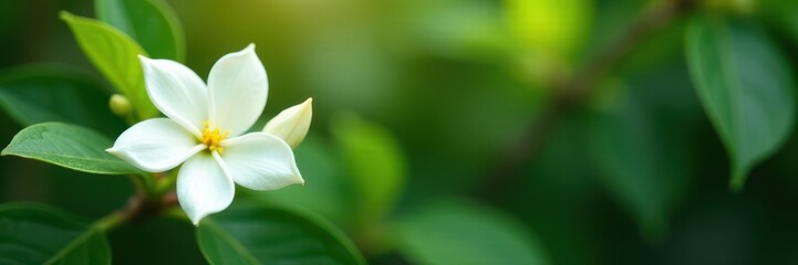Fototapeta premium Sampaguita jasmine blooms overhead, buds & leaves , green leaves, natural