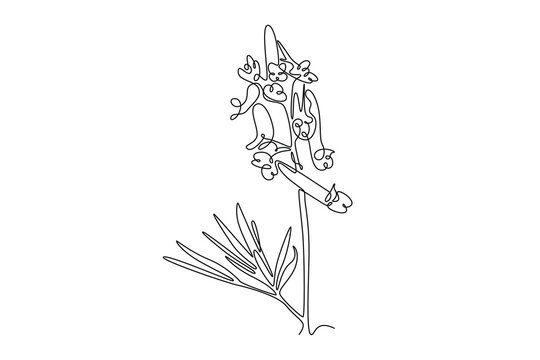Single one line drawing of beauty fresh corydalis for garden logo. Decorative perennial herbaceous flower home wall decoration poster art print. Continuous line draw design graphic vector illustration