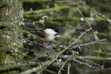 the unfortunately rare in the UK willow tit (Poecile montanus)
