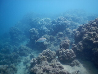 The reef and aquatic animal : A shallow reef is a sunlit underwater paradise teeming with colorful corals, tropical fish, sea turtles, and other marine creatures, thriving in warm, clear waters