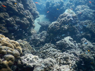 The reef and aquatic animal : A shallow reef is a sunlit underwater paradise teeming with colorful corals, tropical fish, sea turtles, and other marine creatures, thriving in warm, clear waters