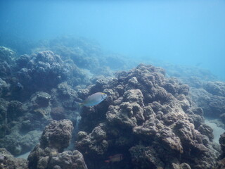 The reef and aquatic animal : A shallow reef is a sunlit underwater paradise teeming with colorful corals, tropical fish, sea turtles, and other marine creatures, thriving in warm, clear waters