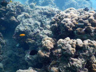 The reef and aquatic animal : A shallow reef is a sunlit underwater paradise teeming with colorful corals, tropical fish, sea turtles, and other marine creatures, thriving in warm, clear waters