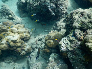 The reef and aquatic animal : A shallow reef is a sunlit underwater paradise teeming with colorful corals, tropical fish, sea turtles, and other marine creatures, thriving in warm, clear waters