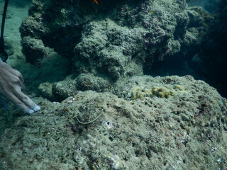 The reef and aquatic animal : A shallow reef is a sunlit underwater paradise teeming with colorful corals, tropical fish, sea turtles, and other marine creatures, thriving in warm, clear waters