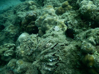 The reef and aquatic animal : A shallow reef is a sunlit underwater paradise teeming with colorful corals, tropical fish, sea turtles, and other marine creatures, thriving in warm, clear waters