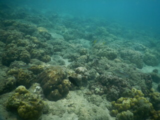 The reef and aquatic animal : A shallow reef is a sunlit underwater paradise teeming with colorful corals, tropical fish, sea turtles, and other marine creatures, thriving in warm, clear waters