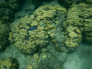 The reef and aquatic animal : A shallow reef is a sunlit underwater paradise teeming with colorful corals, tropical fish, sea turtles, and other marine creatures, thriving in warm, clear waters