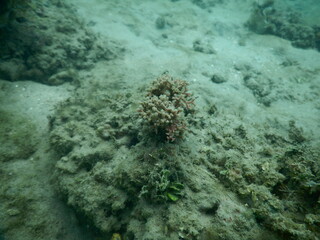 The reef and aquatic animal : A shallow reef is a sunlit underwater paradise teeming with colorful corals, tropical fish, sea turtles, and other marine creatures, thriving in warm, clear waters