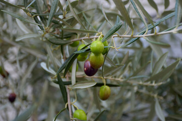Colorful green and black Olives on a olive tree branch, close up in autumn