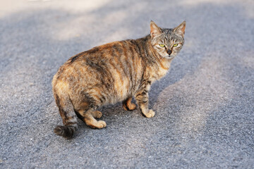 Tabby cat looking at camera outdoor