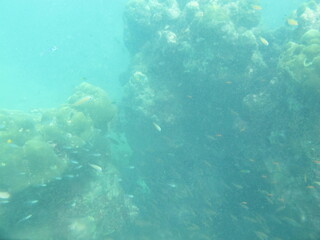 The reef and aquatic animal : A shallow reef is a sunlit underwater paradise teeming with colorful corals, tropical fish, sea turtles, and other marine creatures, thriving in warm, clear waters