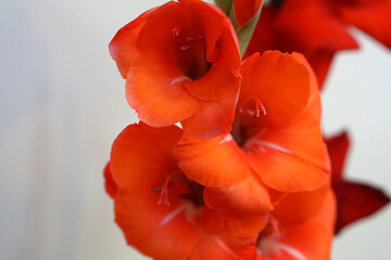 Radiant Harmony: The Grace of Red Gladiolus