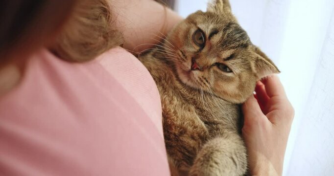 A woman finds comfort in her pets, evoking nostalgia and tranquility. A touching moment between a beloved cat and its owner highlights their deep bond of love and companionship