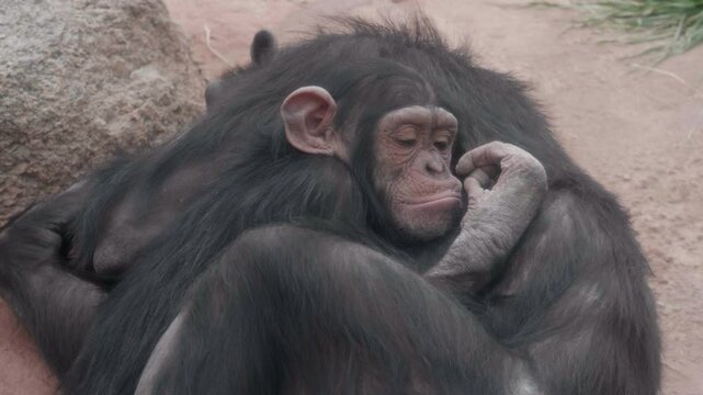 Baby Chimpanzee Snuggeling His Mother