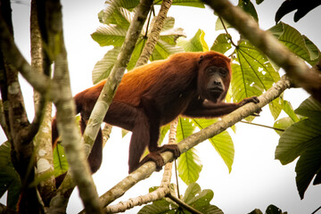 Juruá Red Howler Monkey