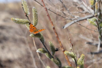 bee on a flower