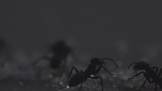 Macro closeup of Black Ants (Lasius niger) festing on white sugar grains
