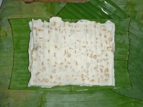 Top view of raw tempeh wrapped in banana leaves, traditional fermented soybean food from Indonesia.