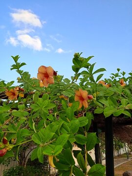 Low angle view of peach orange allamanda flowers blooming on a trellis against a clear blue sky.