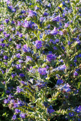 Close-up of vibrant purple Viper's Bugloss Echium vulgare L.
