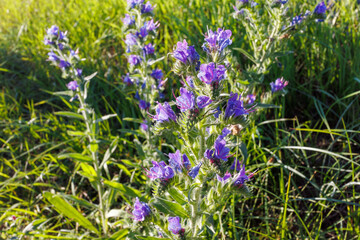 Close-up of vibrant purple Viper's Bugloss Echium vulgare L.