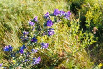 Close-up of vibrant purple Viper's Bugloss Echium vulgare L.