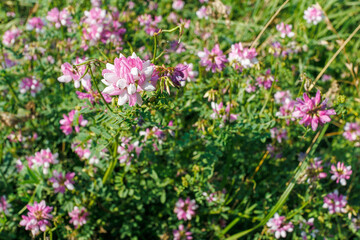 Close-up of pink and white Securigera varia flowers growing in a green meadow.
