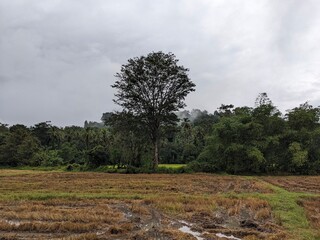 village beautiful forest