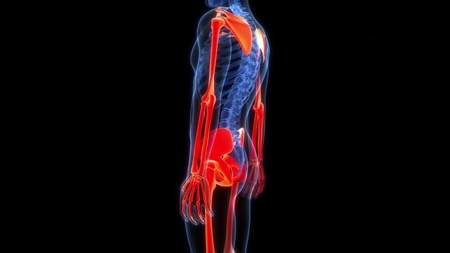 Human Skeleton System Appendicular Skeleton Bone Joints Anatomy Animation Concept