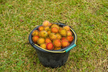 Rambutan fruit piled up in a bucket