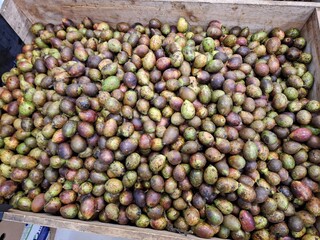 Fresh Organic Matoa (Pometia pinnata) Fruits Bulk Wholesale Supply