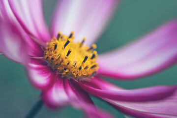 A macro shot of a pink cosmos bloom.