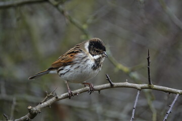 male reed bunting (Emberiza schoeniclus) wetland area of UK in winter