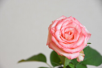 濡れたピンクのばら