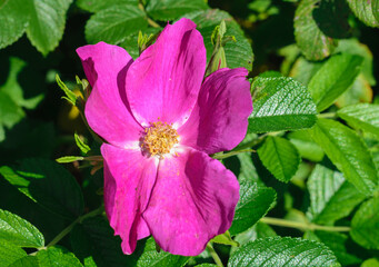 Wild rose flower magenta color close up