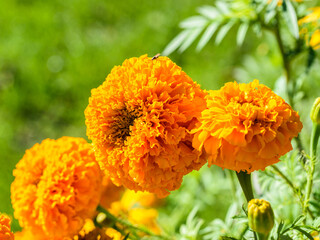 Three bright orange blooming marigold heads on a green background