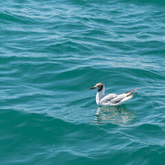 A lonely seagull swims in the turquoise water of the Black Sea