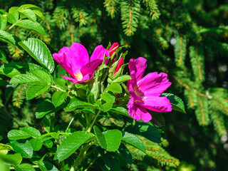 Magenta color wild rose flowers with buds close up