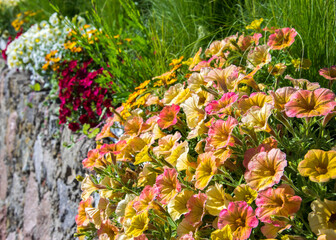 Old stone wall decorated with colorful petunia flowers close-up.