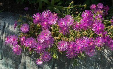 Blooming magenta succulent flowers decorating a stone fence.