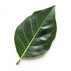 Obraz premium Ficus leaf isolated on white background showcasing intricate details and natural texture