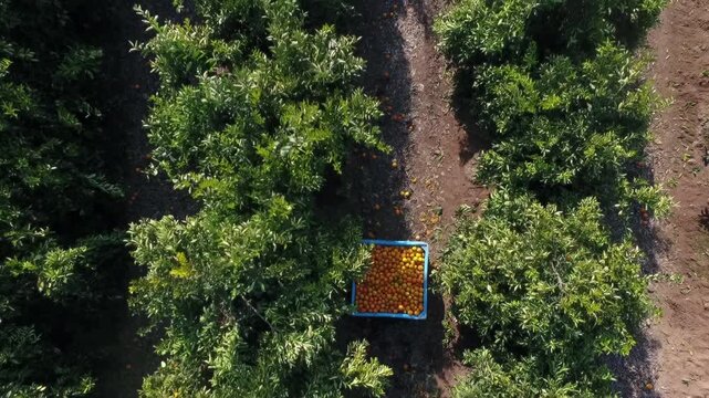 Top View of Citrus Harvesting with Orange Box in Orchard